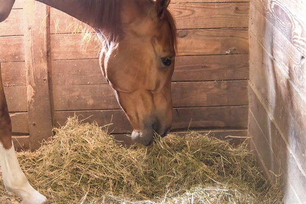 Ammonia: The Hidden Danger in the Barn