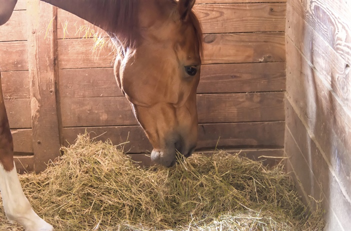 Ammonia: The Hidden Danger in the Barn