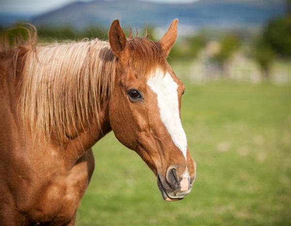 Exercise  Benefits Older Horses