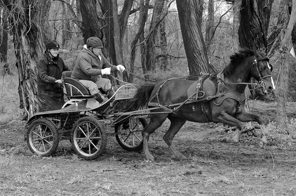 WNYCCA – new organization shares the excitement of driving!     -  submitted by Debbie North